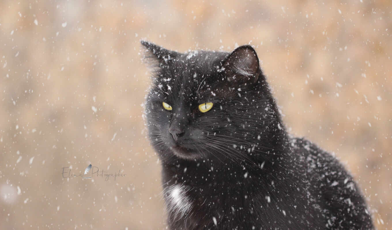 black, view, snow, winter, cat