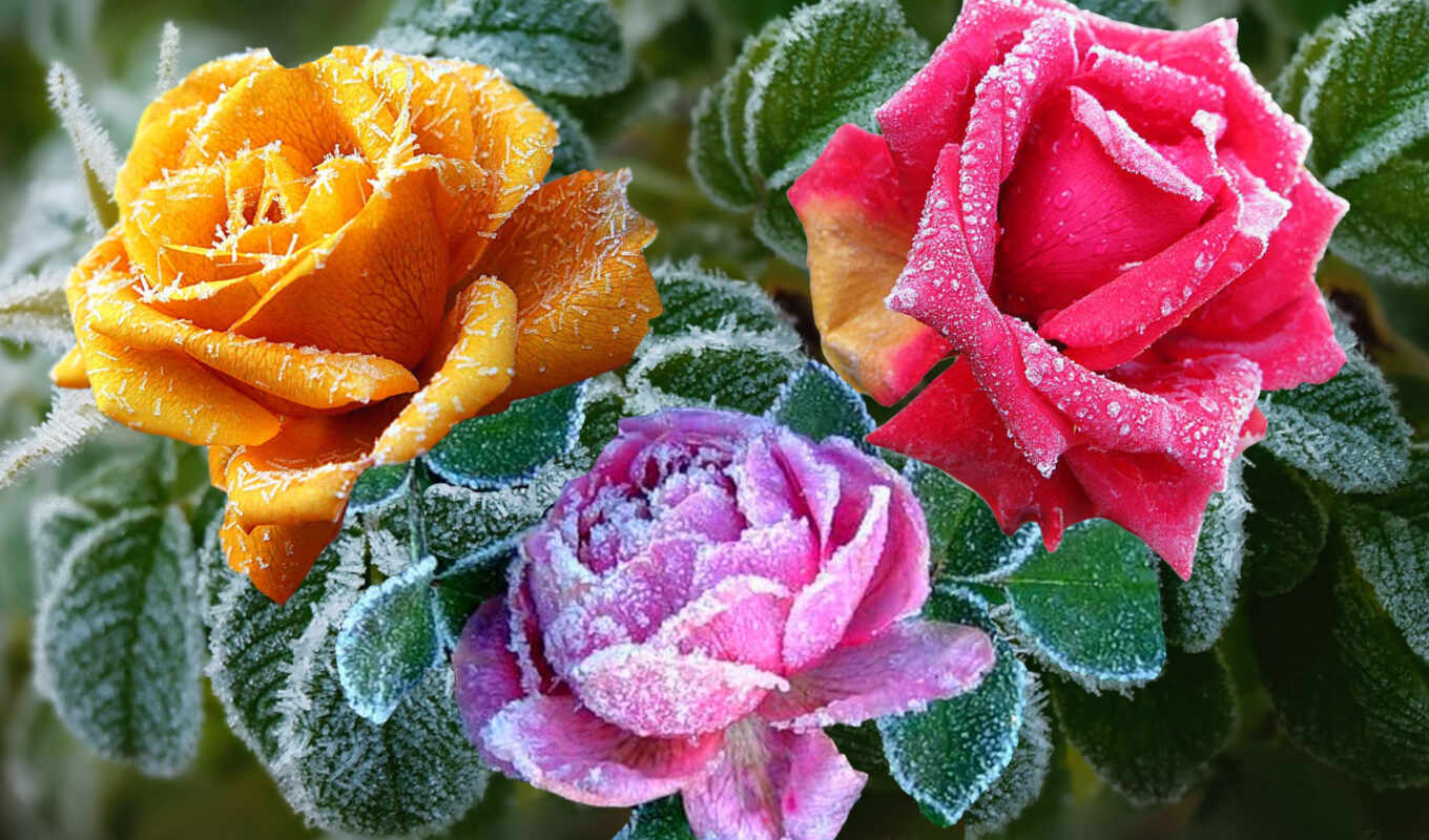 flowers, rose, picture, frost, snow, winter, to find, takeoff, thous