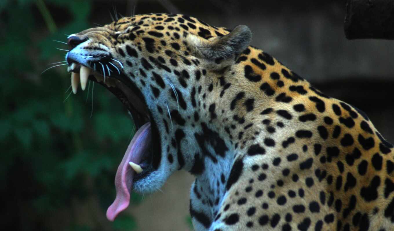 cat, big, animals, topic, leopard, animal, jaguar