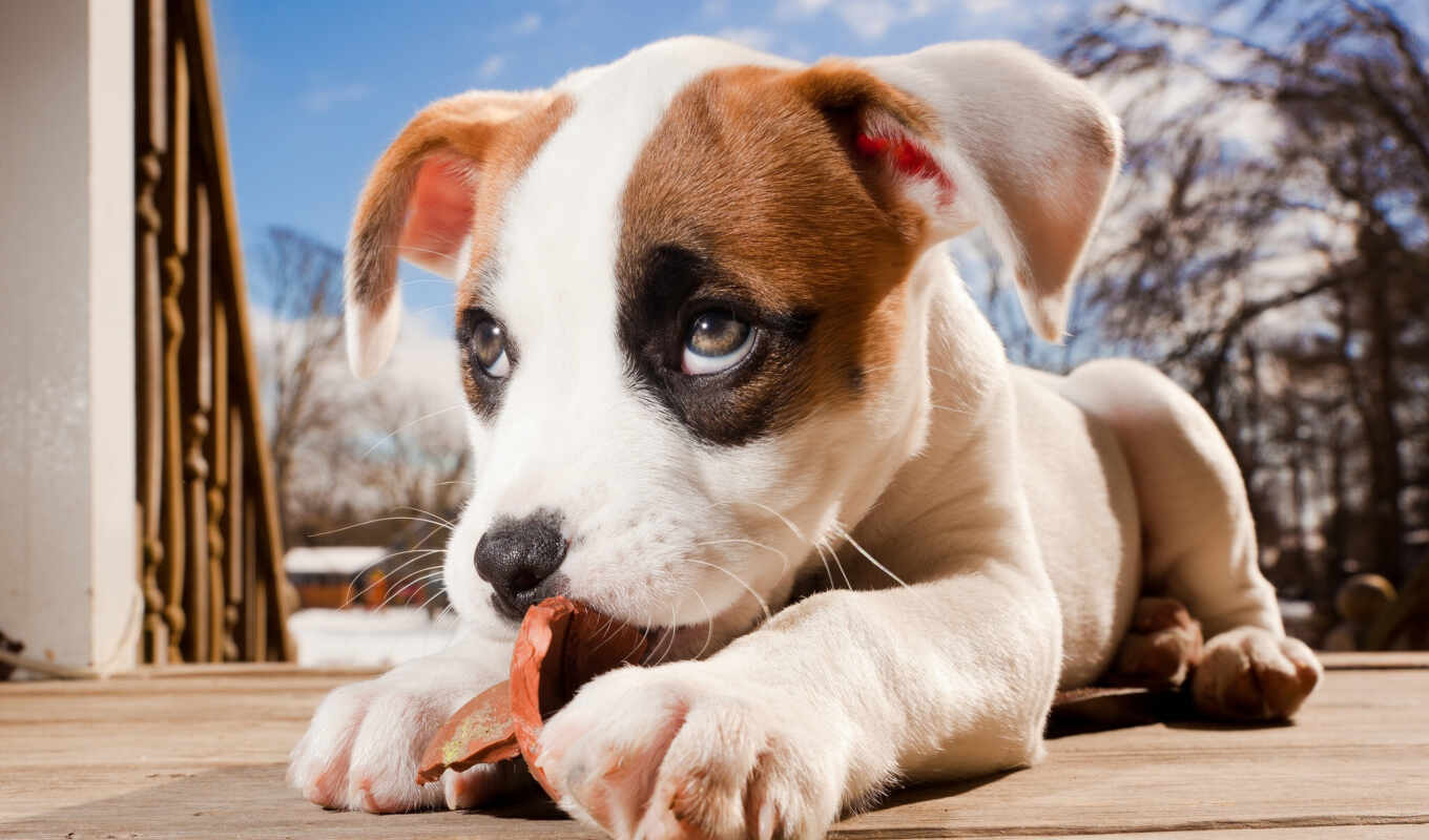 dog, mix, puppy, dogs, pupils, boxer, pit bull, pit bull