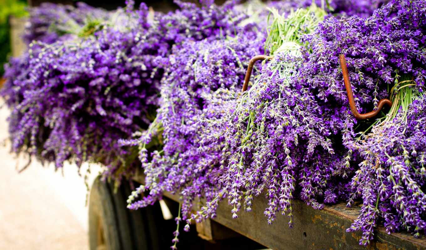 экран, purple, весь, пл, букет, тюльпан, cvety, lavender