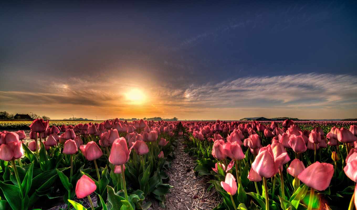 цветы, закат, поле, landscape, pantalla, campo, ферма, тюльпан, słońca, tulipane, tulipan