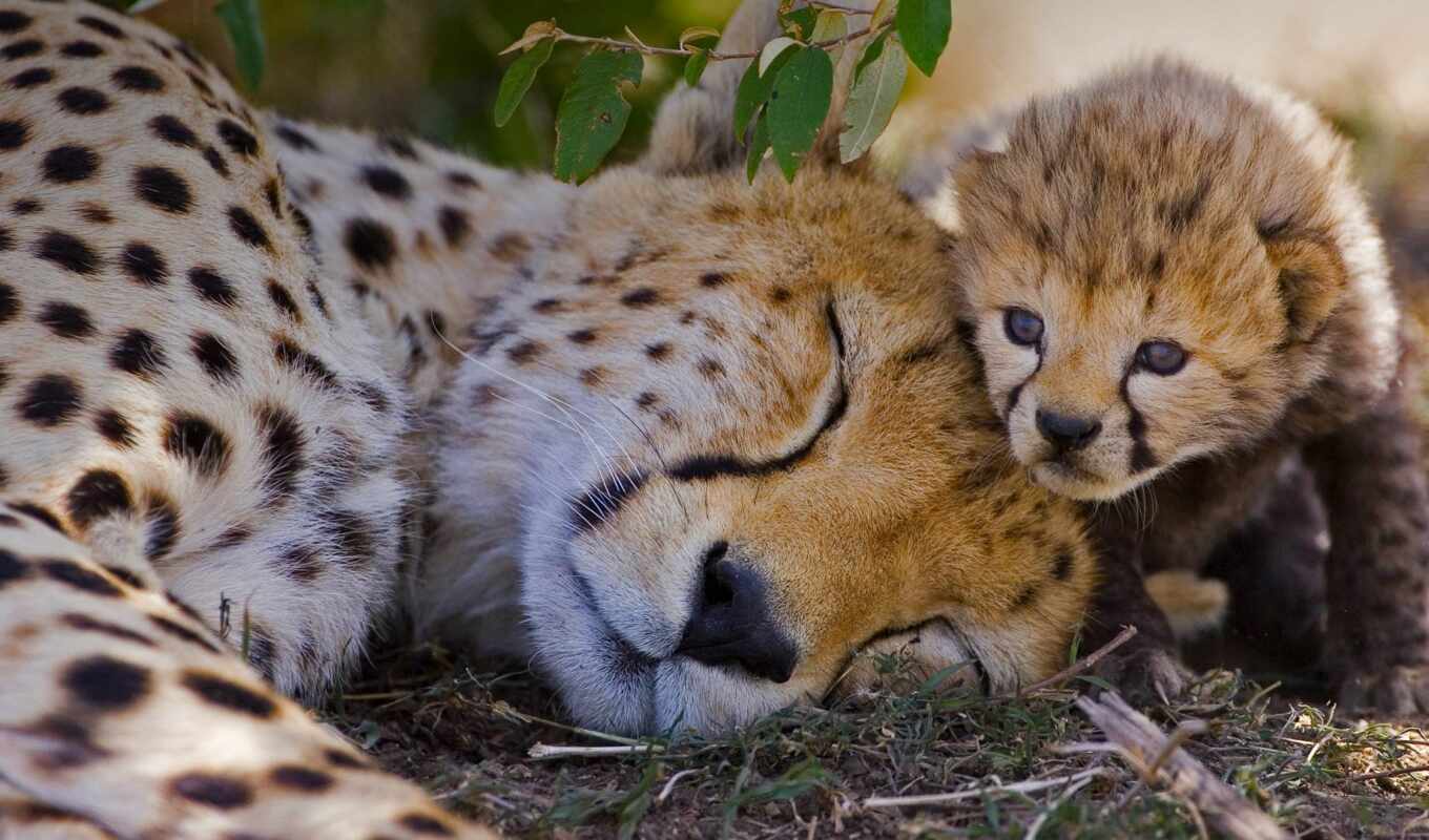 the cub, cheetah