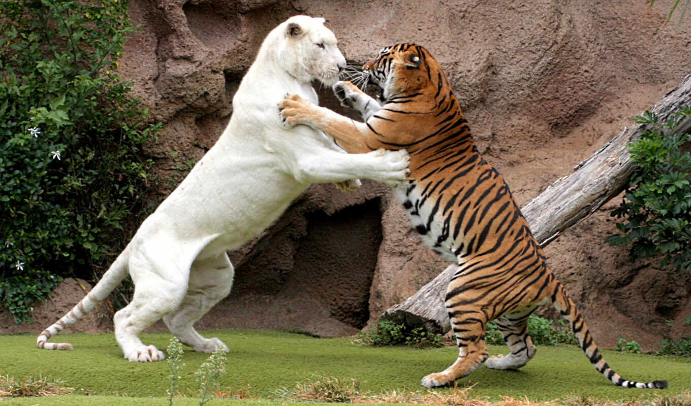 cat, tiger, animal, battle, pet, bengali