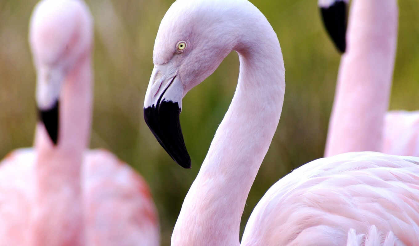 zoo, bird, flamingo, animal, mask, visiting, peakpxpage