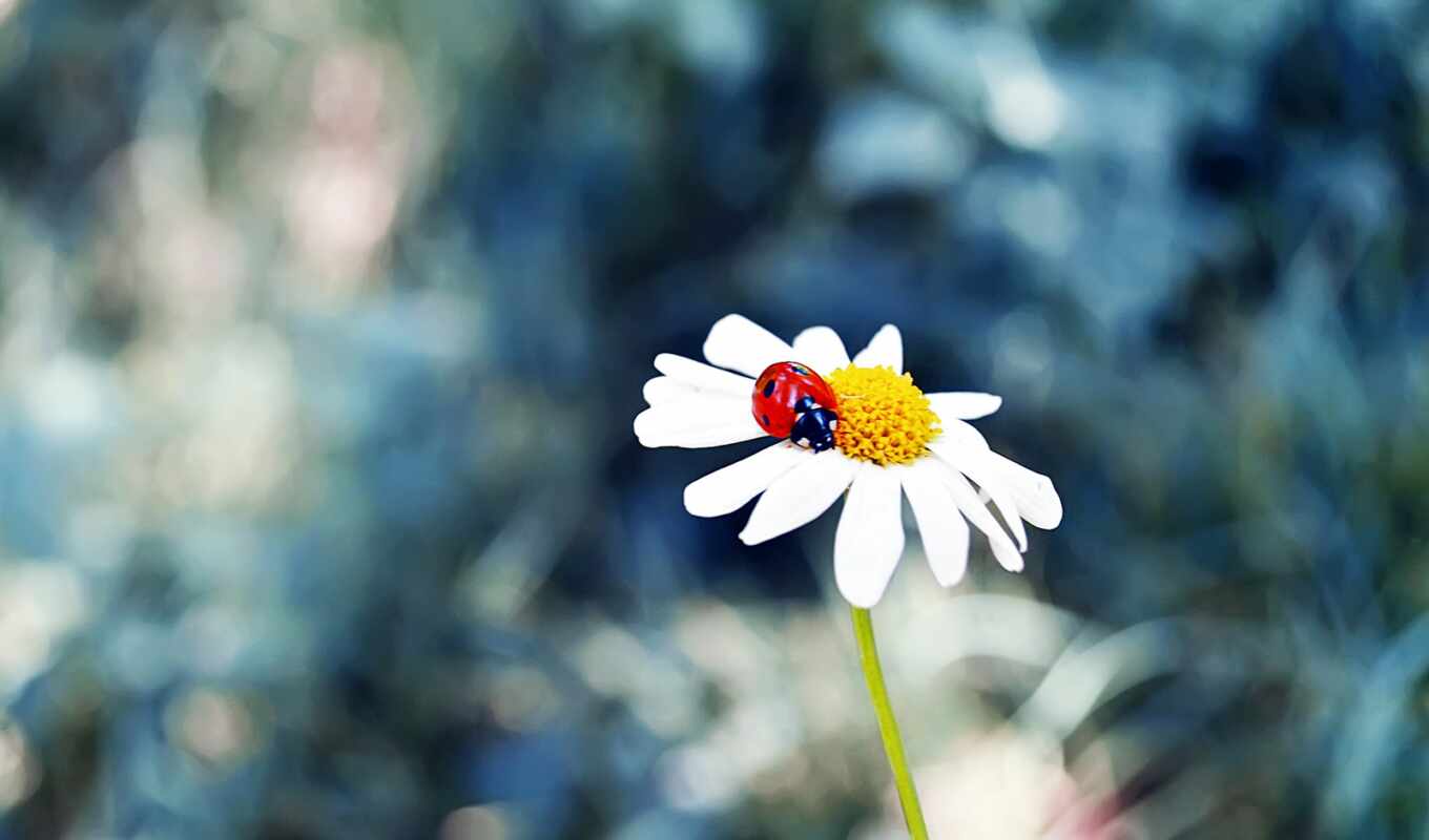 nature, flowers, grass, plant, insect, daisy, ladybug, matricaria