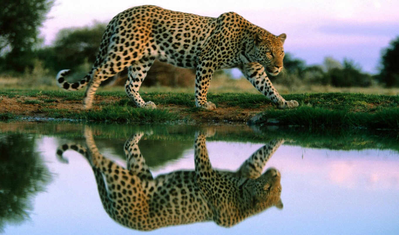 world, leopard, cats, reflection, zhivotnye, right, he knows, looks, interesting, vulgar