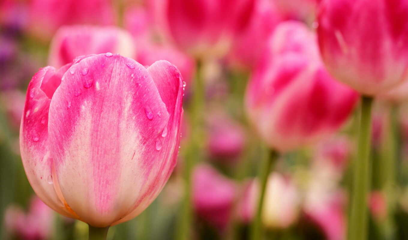 nature, flowers, colorful, quality, beauty, topic, pink, plant, tulip, lovely