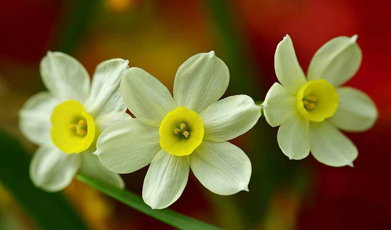цветы, трио, daffodil