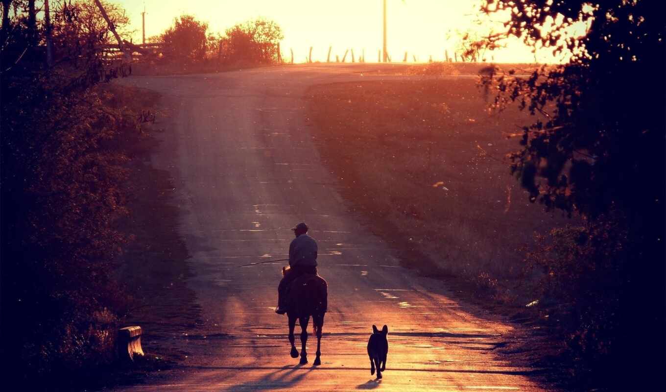 sunset, dog, different, horse