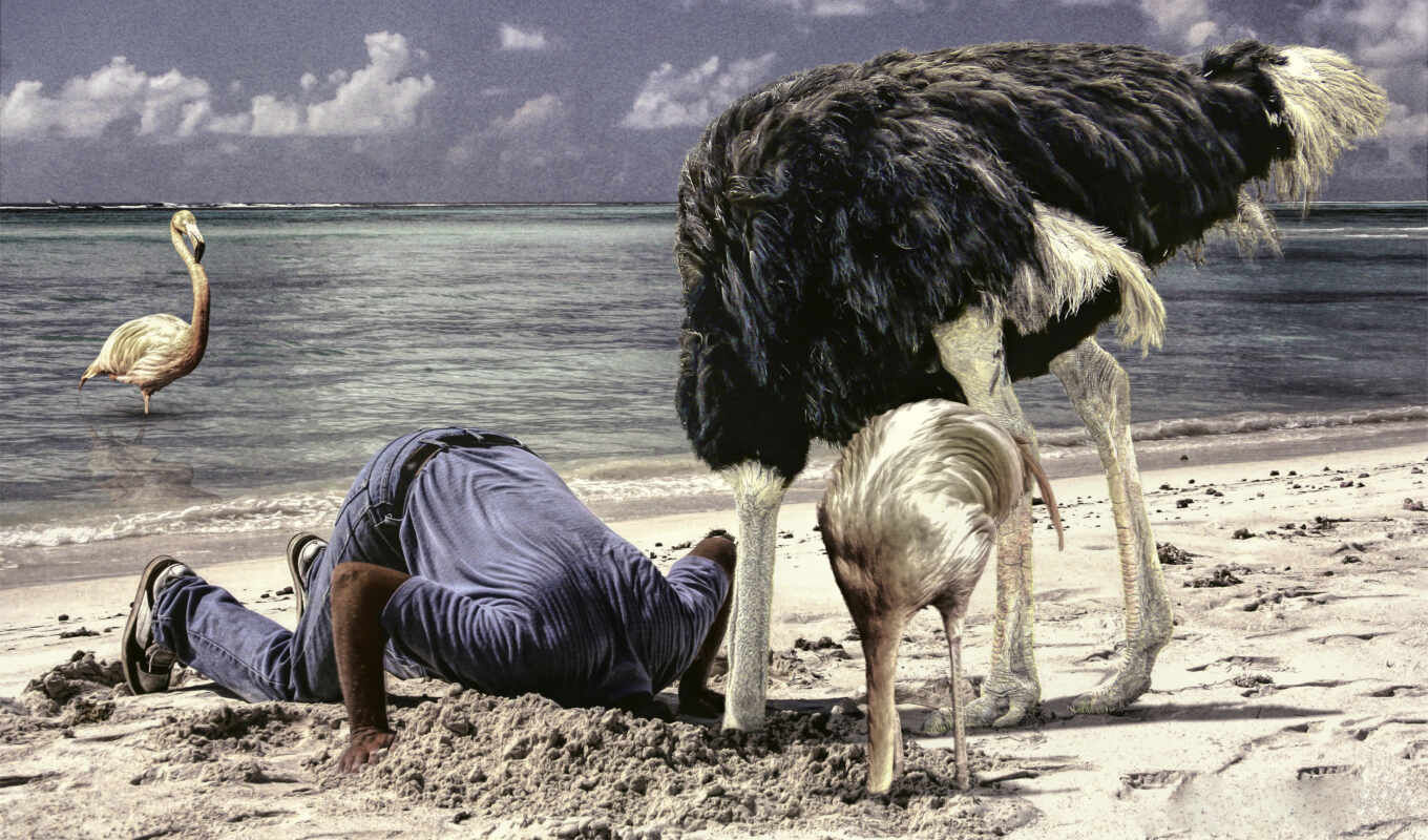 human, ostrich