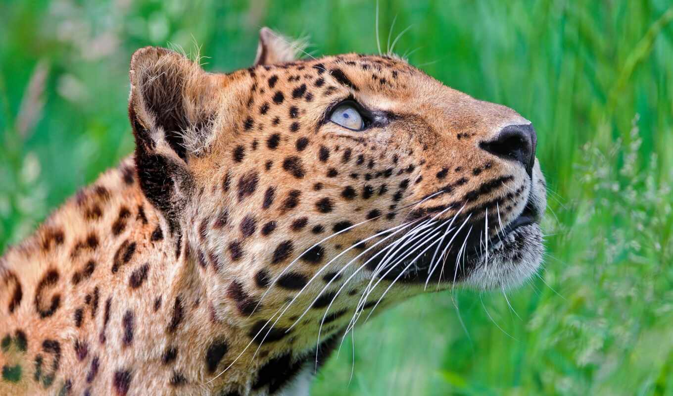 photo, walk, animals, archive, leopard, jaguar