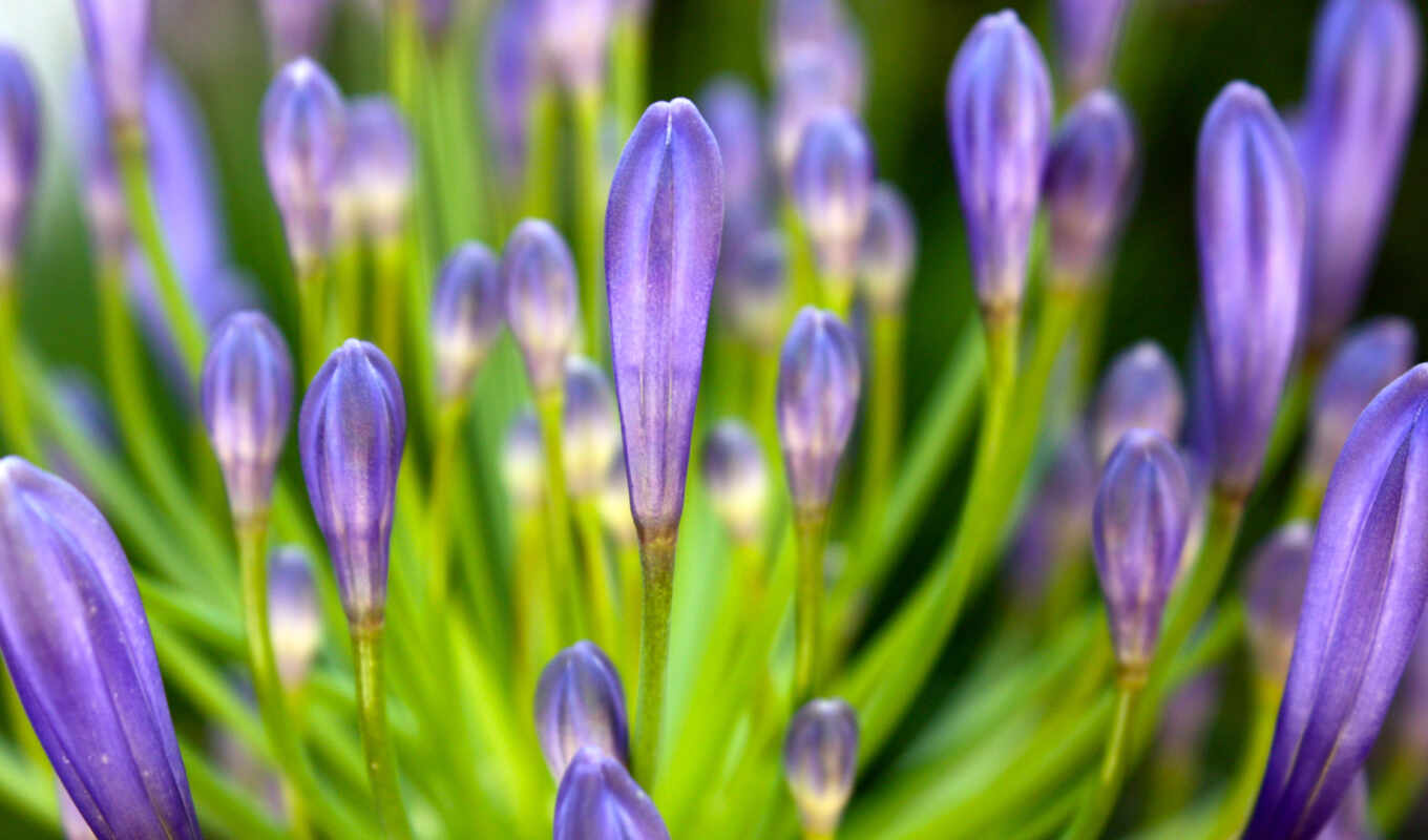 flowers, spring, spring, blue flowers