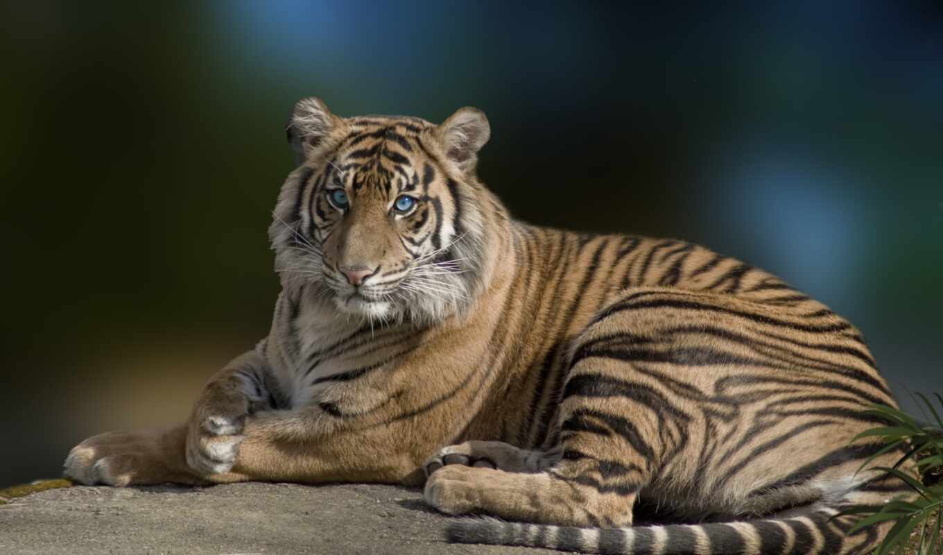 blue, best, amazing, pack, eyes, beautiful, tigers, animals, tiger, cats, favorites, majestic