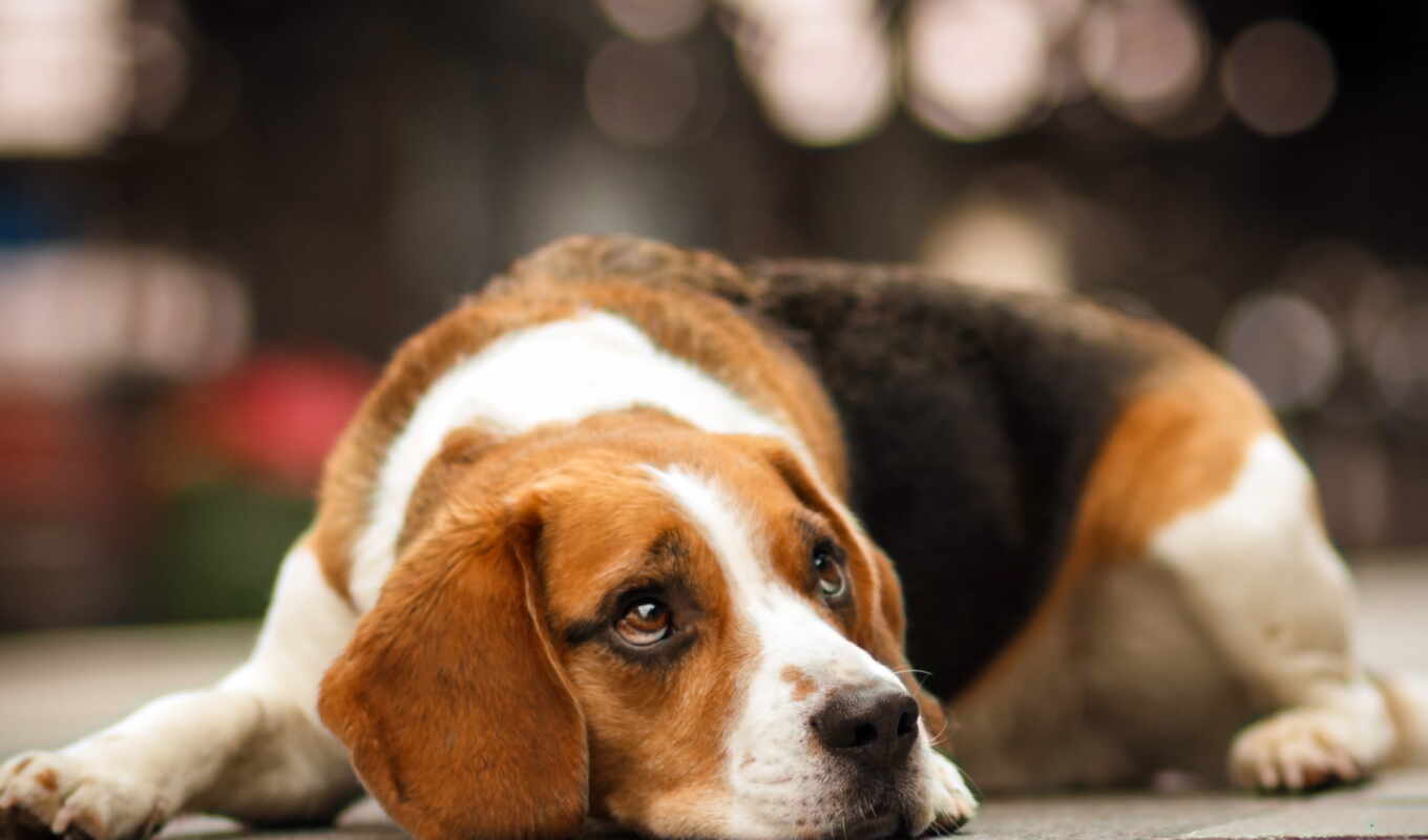 beagle, content, training, care, ♪, questions, the answers, purchase, feeding, puppy