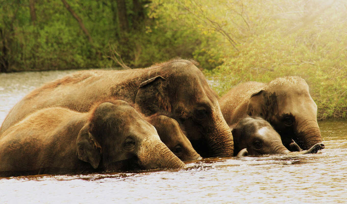 природа, слоны, слон, воде, семья, zhivotnye, слонов