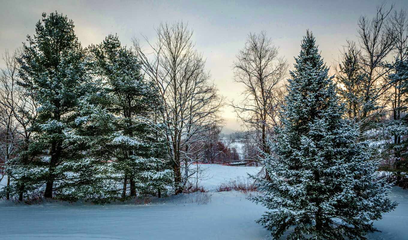 природа, картинка, снег, winter, года, time, tapety, trees, ёль, зимой