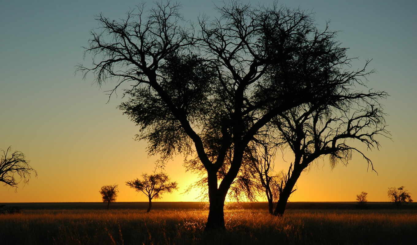 nature, sun, tree, sunset, evening, namibia, african, dub, branches, tosca