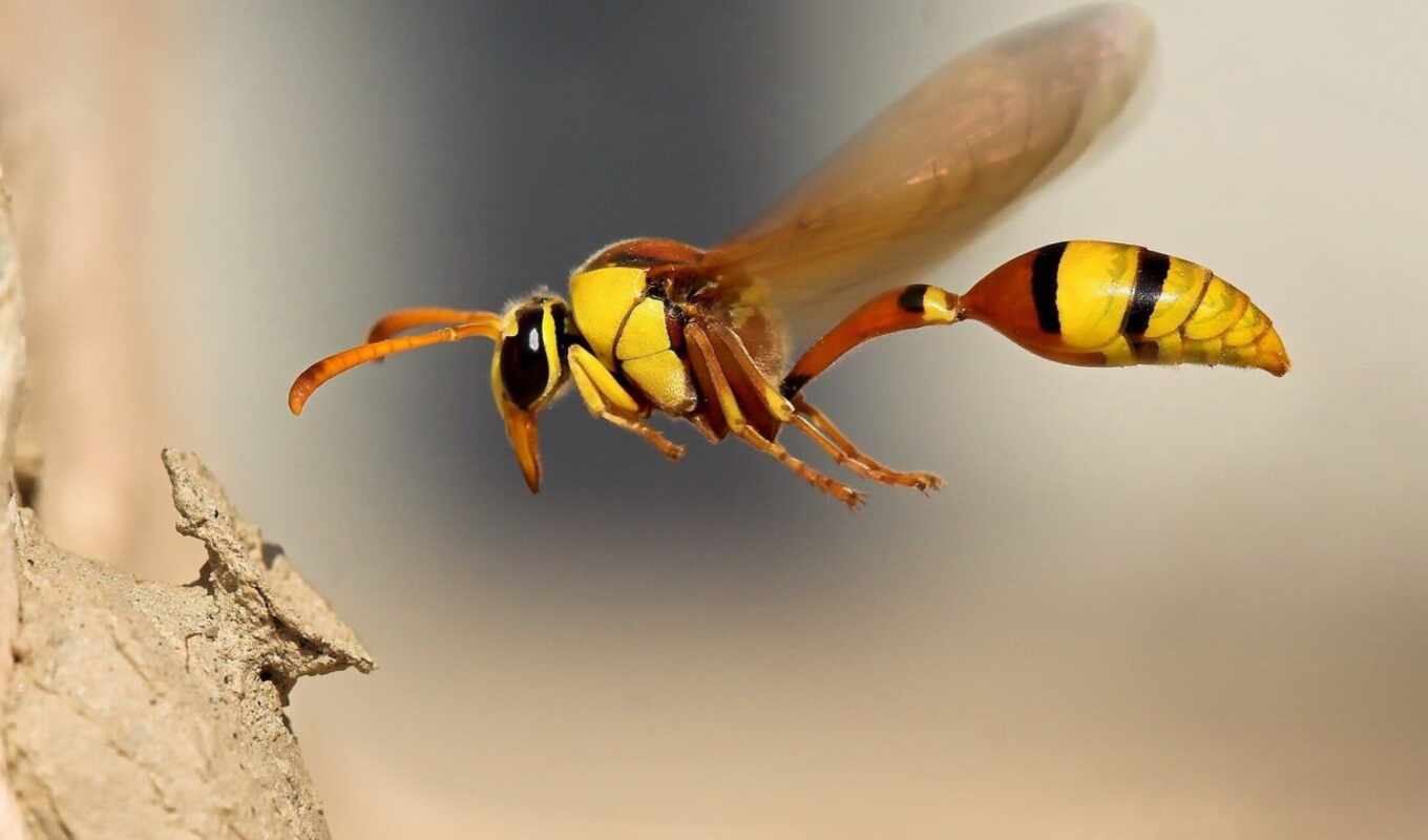 nature, flight, pl, flying, honor, wasp, wasps, cast, called, insects, osa