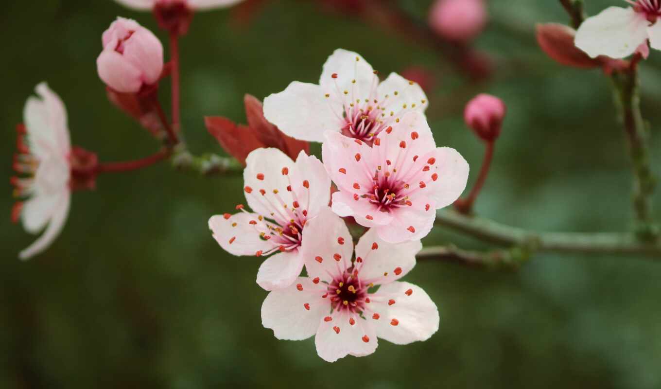 фото, цветы, дерево, лепестки, cherry, розовый, персик, bloom, public, domain, prunus