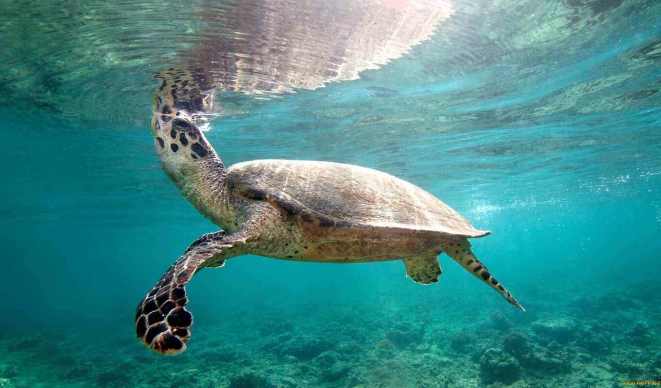природа, череп, черепаха, marine, риф, plain, underwater, laut, undersea, bawah