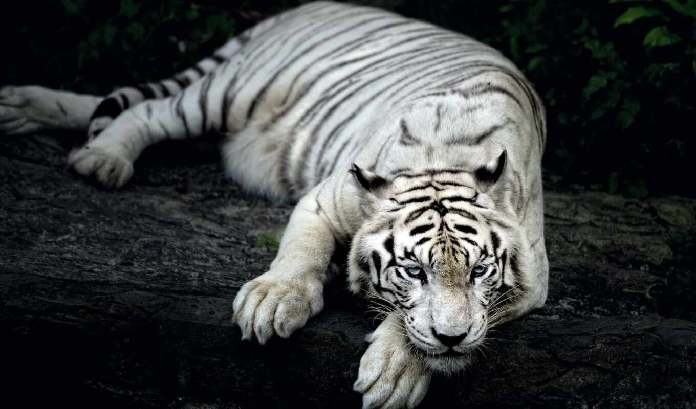 тигр, animal