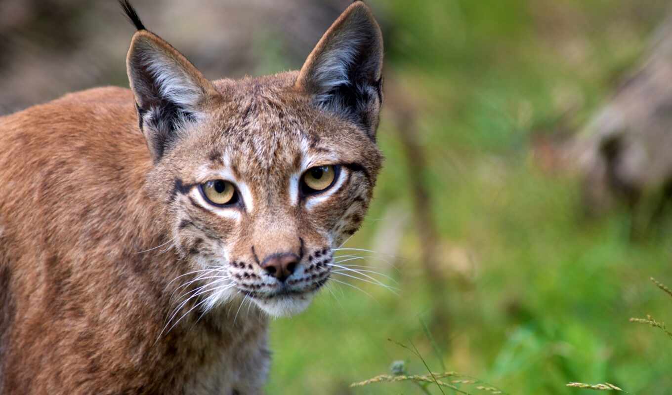 cat, lynx, harz, Gloucestershire