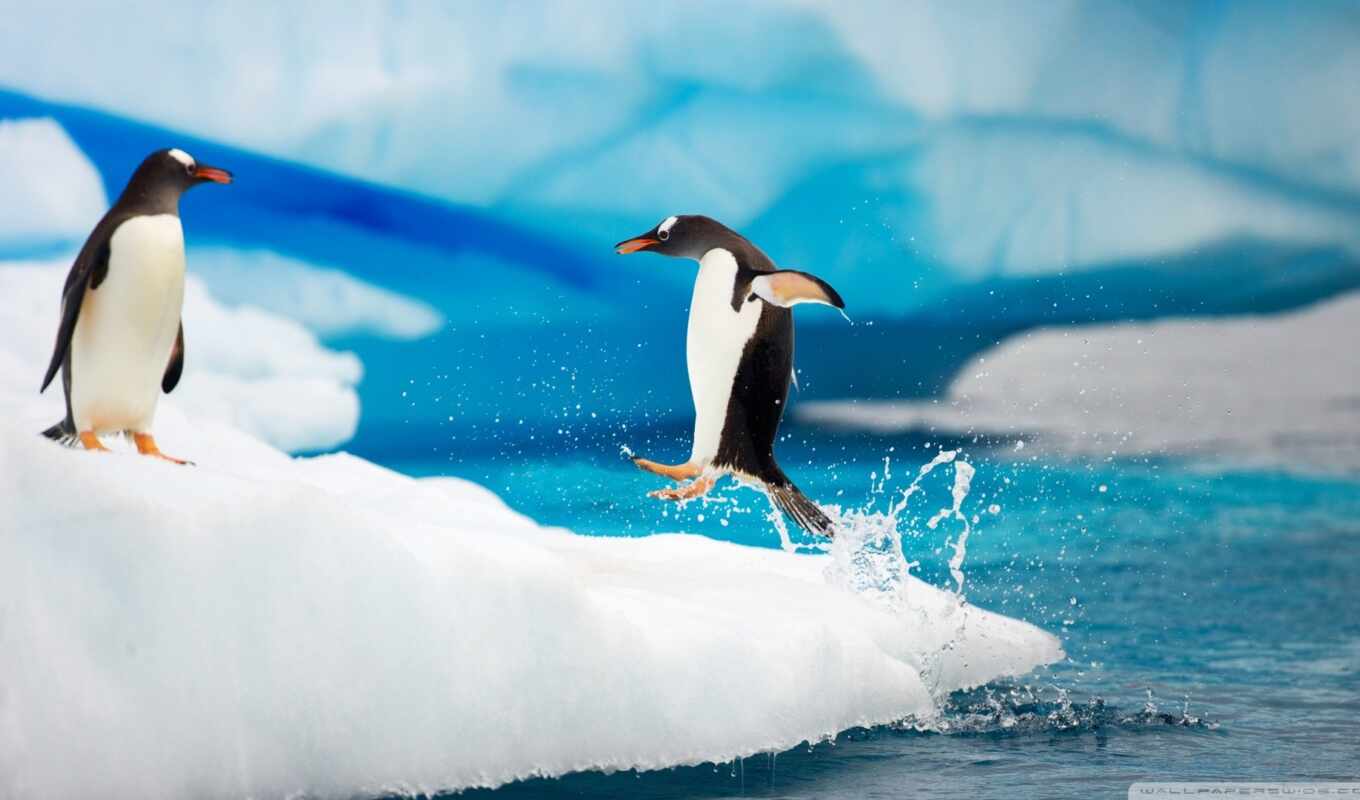 game, ice, animal, penguin, mouse, antarctica, amazon, toy, to configure, gentoo, with