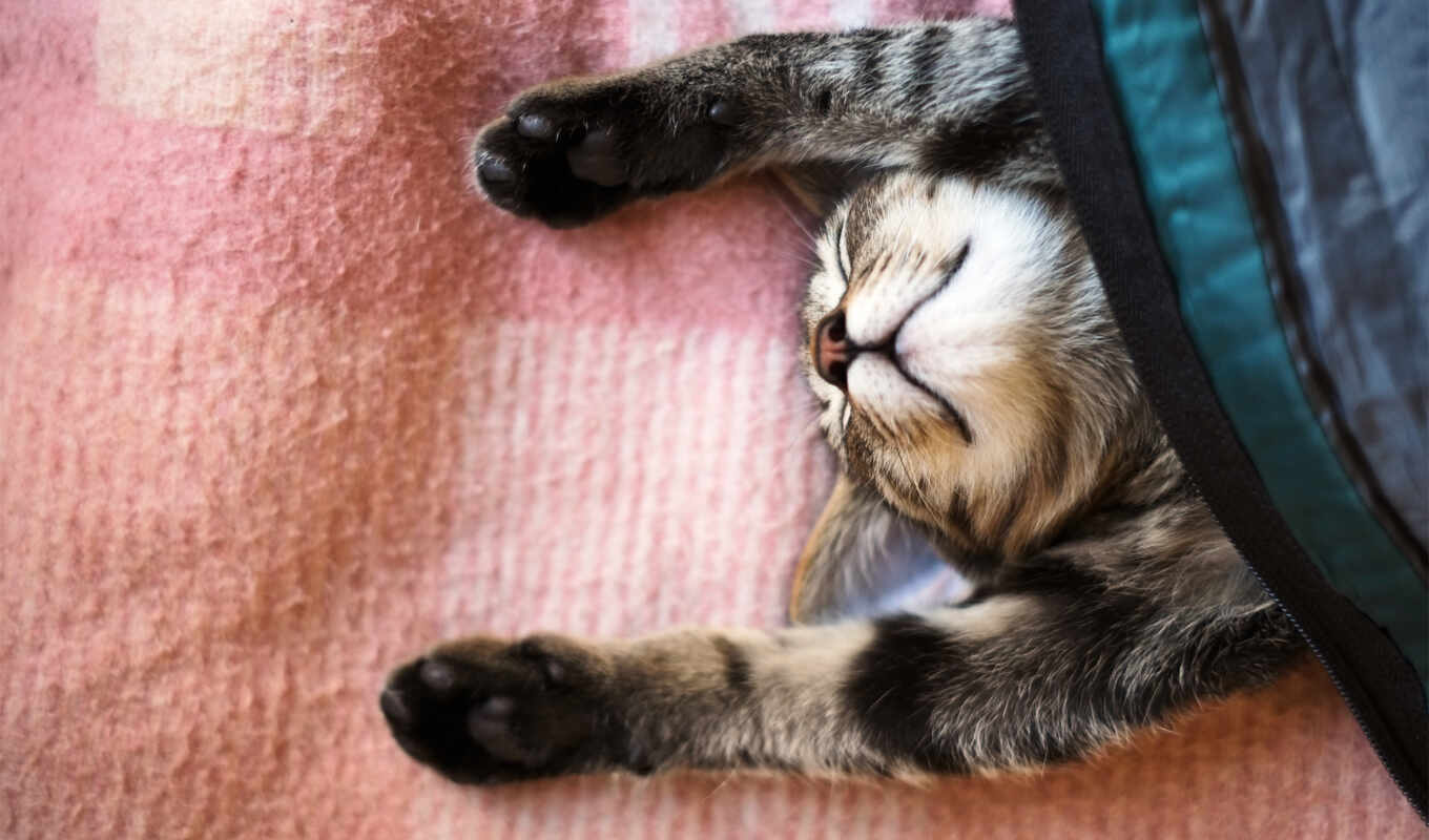 picture, cat, paws, sleeping, sleep