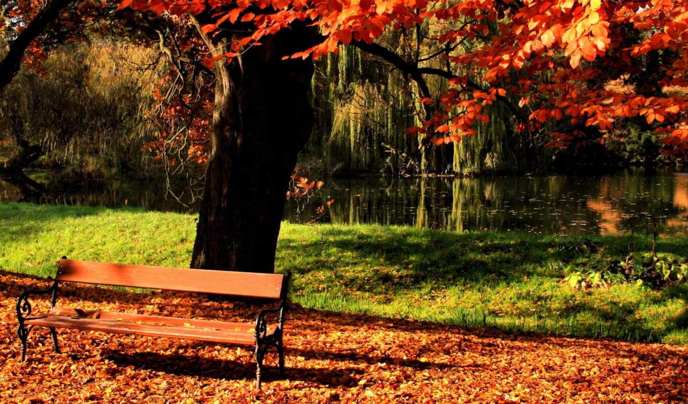 дерево, осень, пруд, park, скамейка