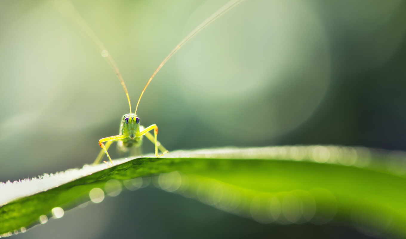 free, background, images, share, awesome, grasshopper