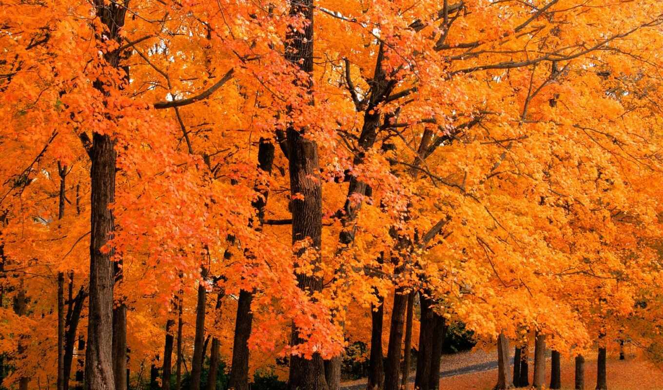 дерево, осень, листва, maple, деревьев, why, субстанция, multicolored, листьев, содержащих