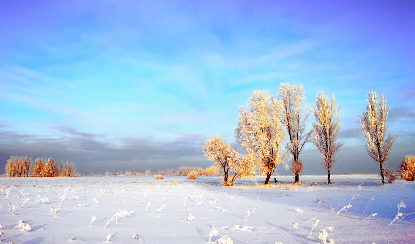 winter, небо, поле, снег, дерево, природа, landscape