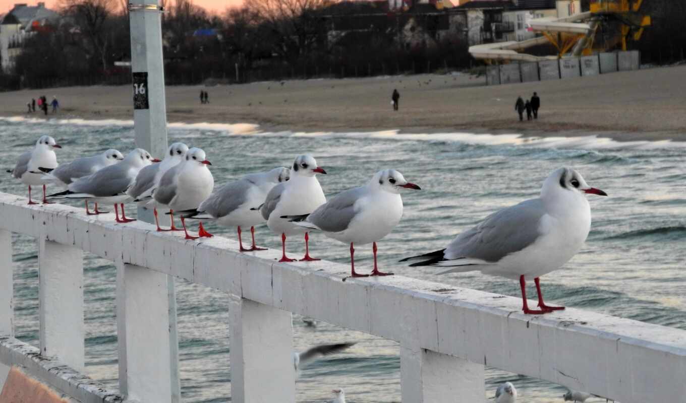 mac, white, beach, sea, pose, seagull, screen, more, fence, seagull