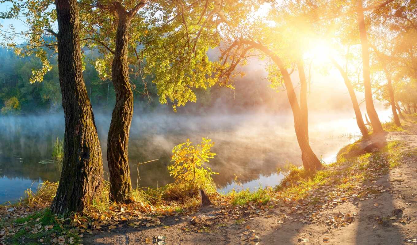 lake, nature, sun, tree, sunrise, autumn, fog