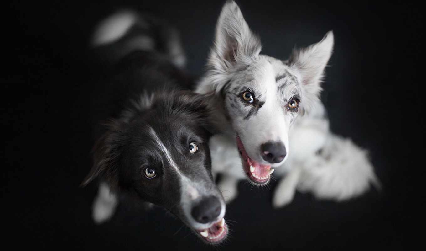 black, view, white, sandbox, dog, breed, awesome, border, collie