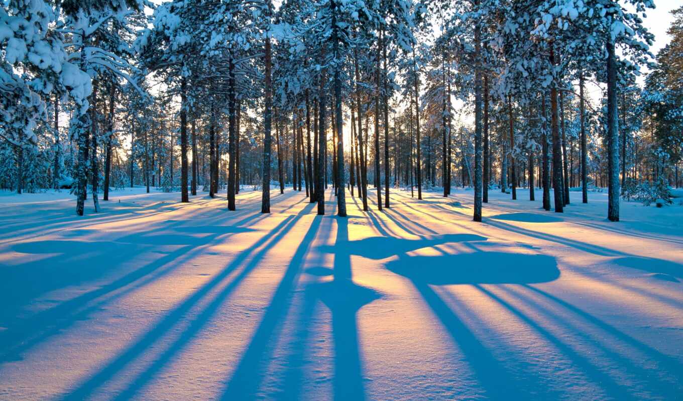 tree, snow, winter, forest, funart