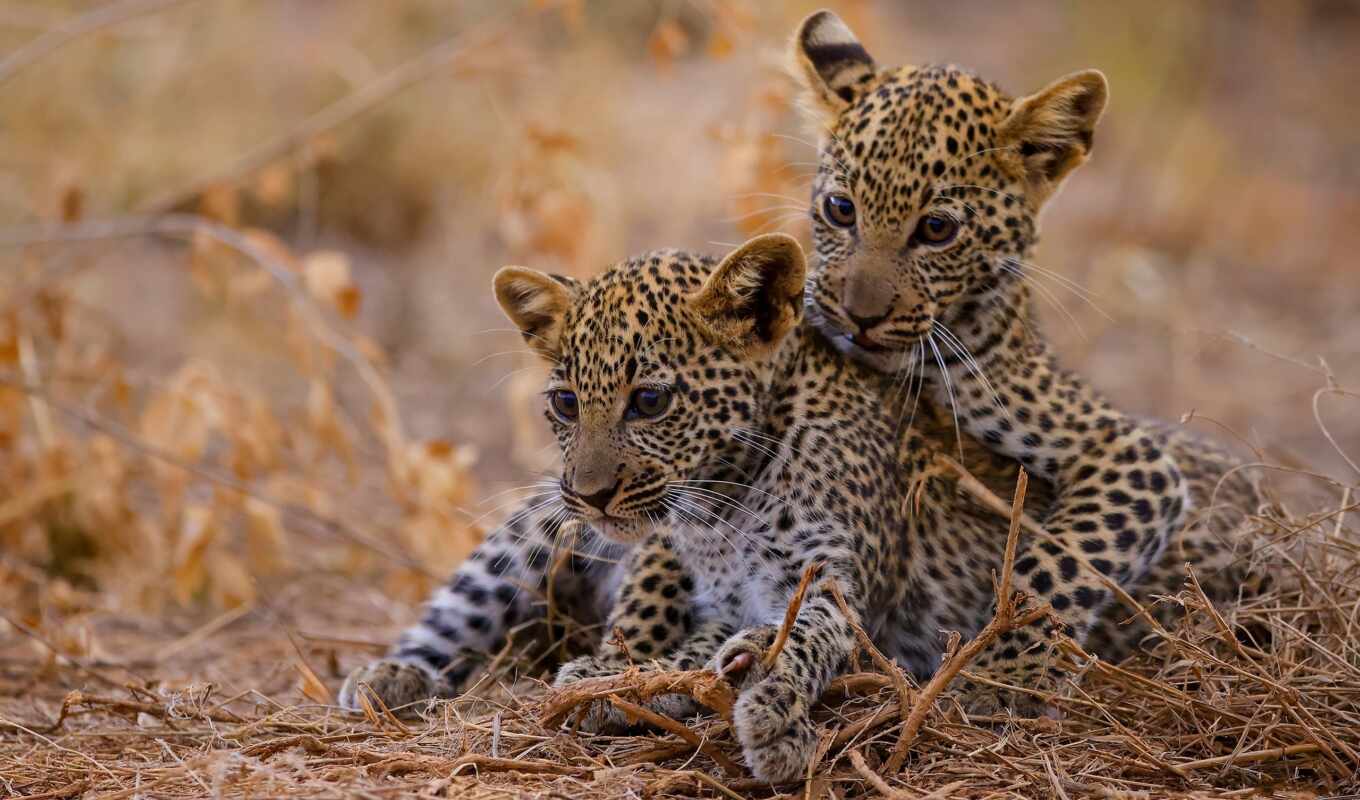 леопард, animal, детёныш, baby