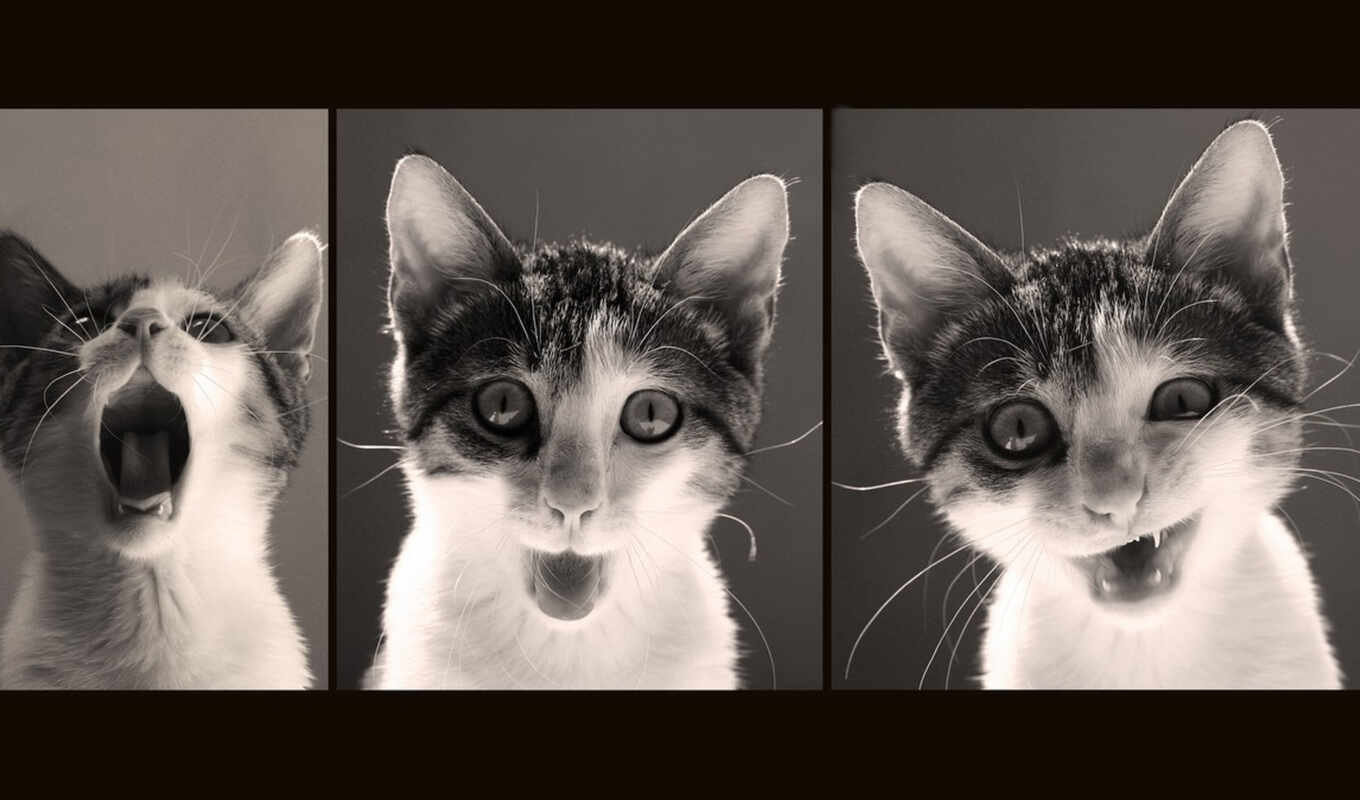 cat, animal, funny, photo collage, flare