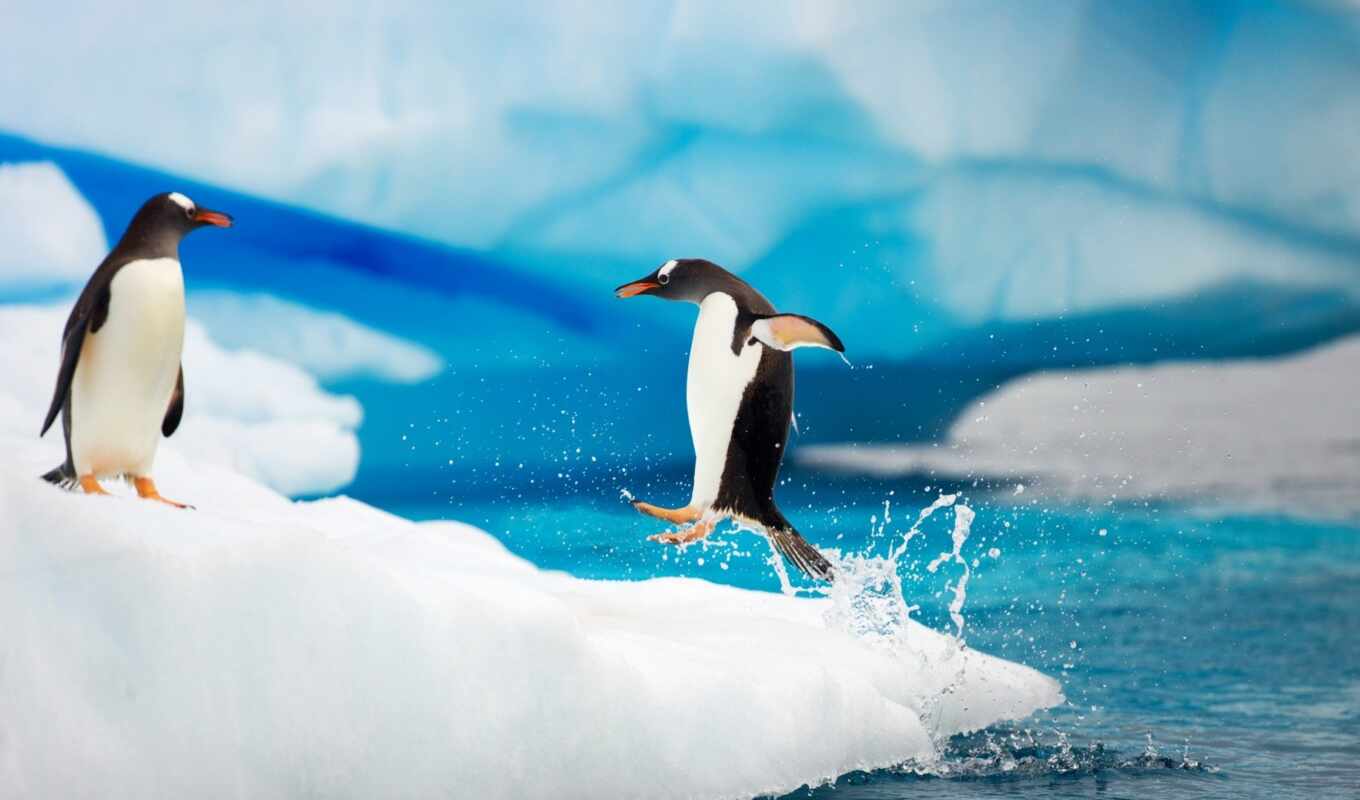 лед, animal, пингвин, mouse, антарктида, gentoo, antarctic