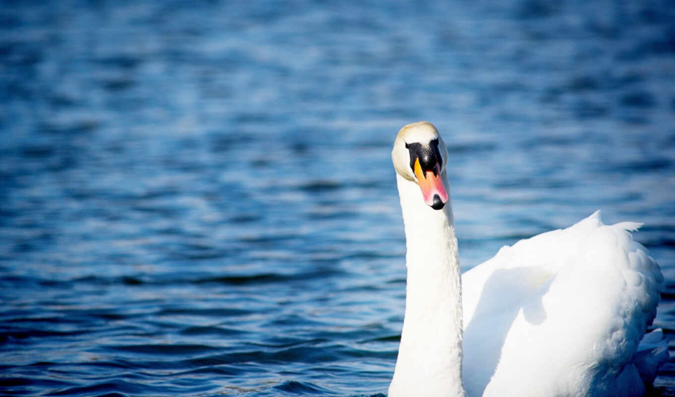 white, water, bird, swan, gravity
