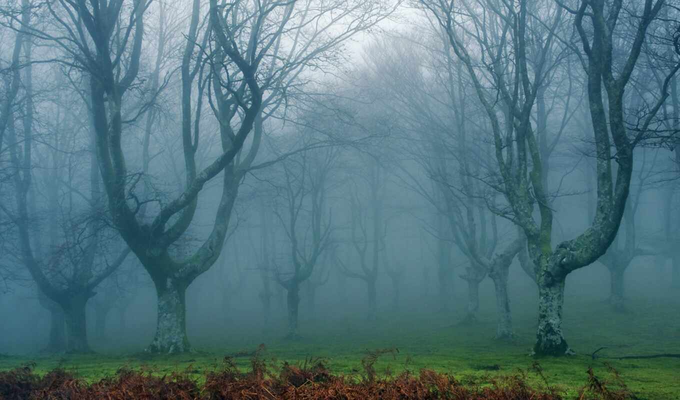 лес, landscape, бесплатные, туман