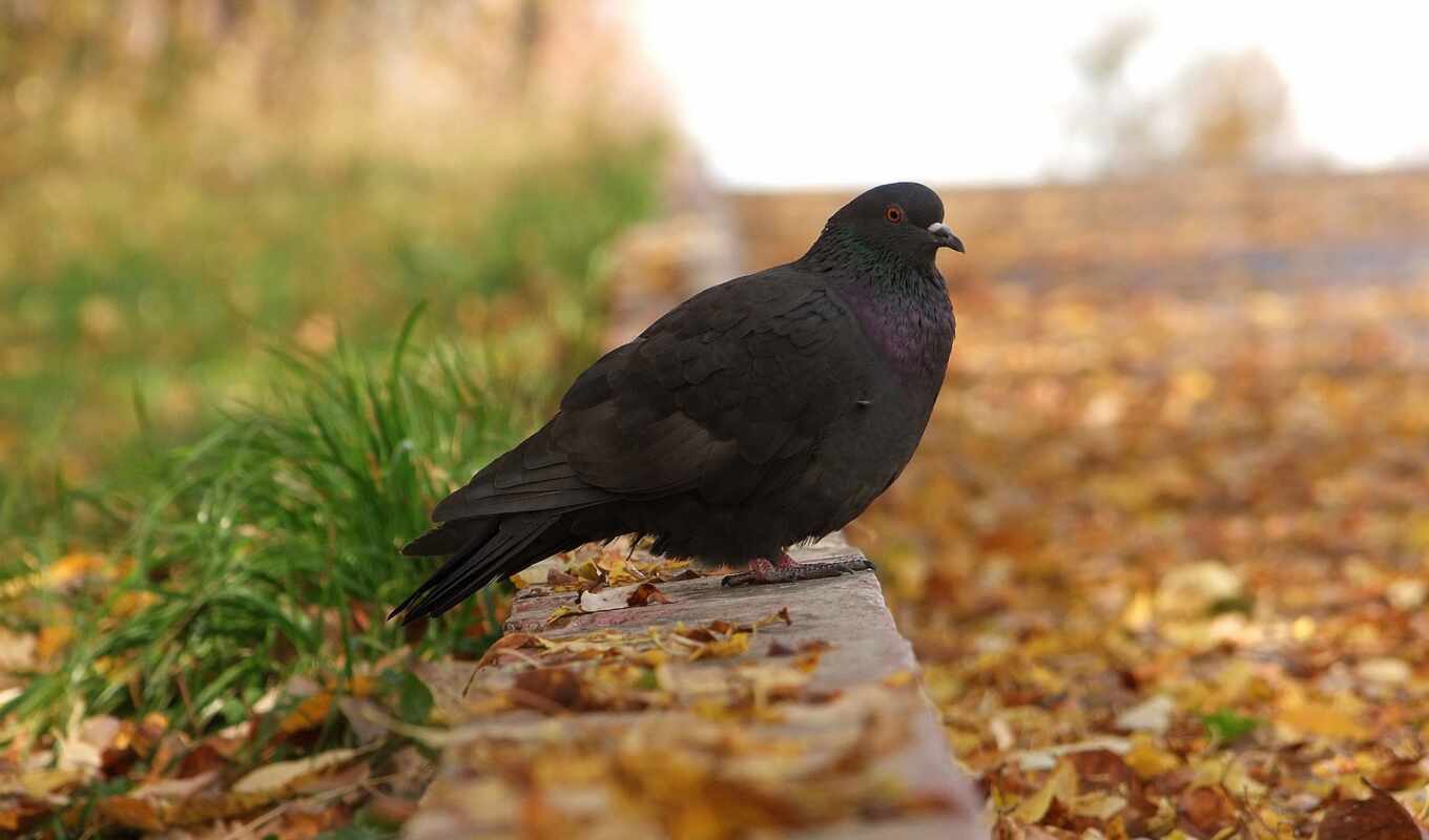 autumn, bird, foliage, pigeon, path, birds