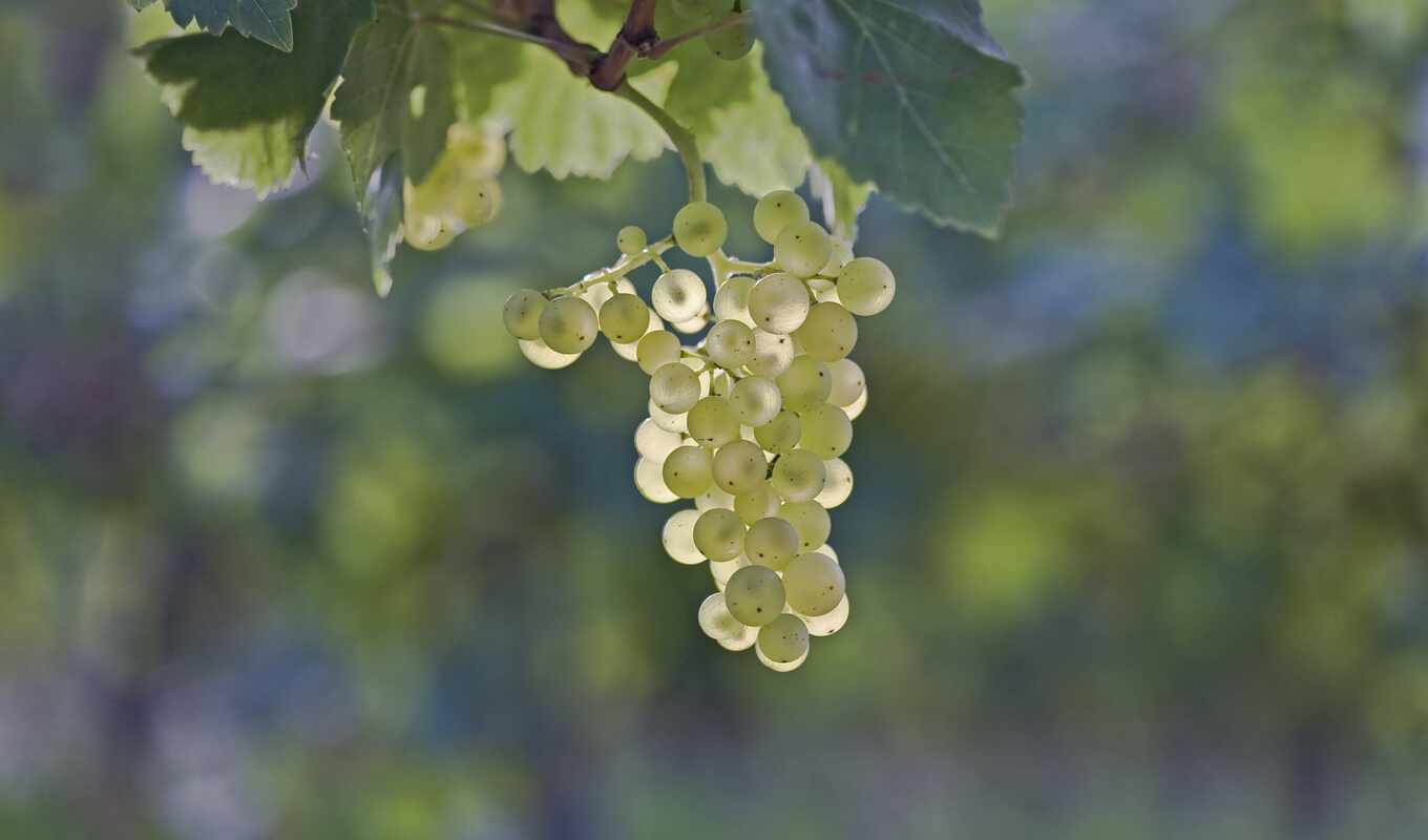picture, macro, foliage, grape, berry, cluster, grapes