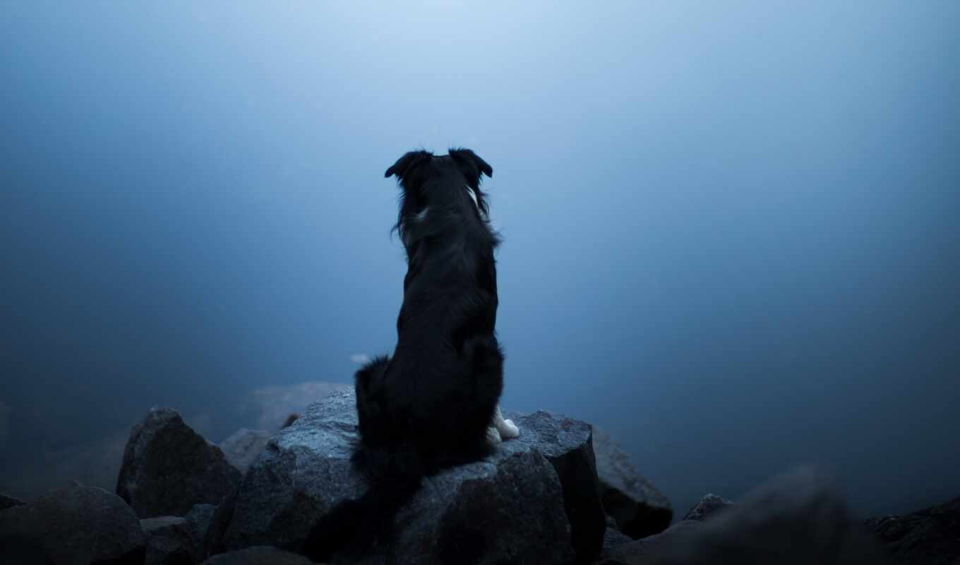 картинка, камень, собака, туман