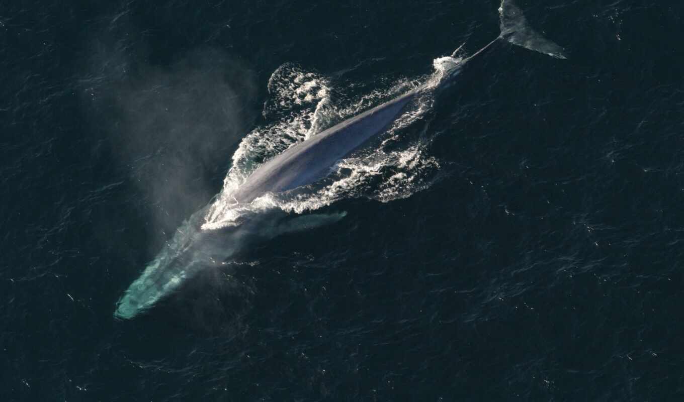 blue, кит