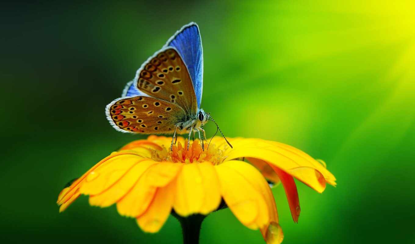 flower, butterfly, yellow, makryi