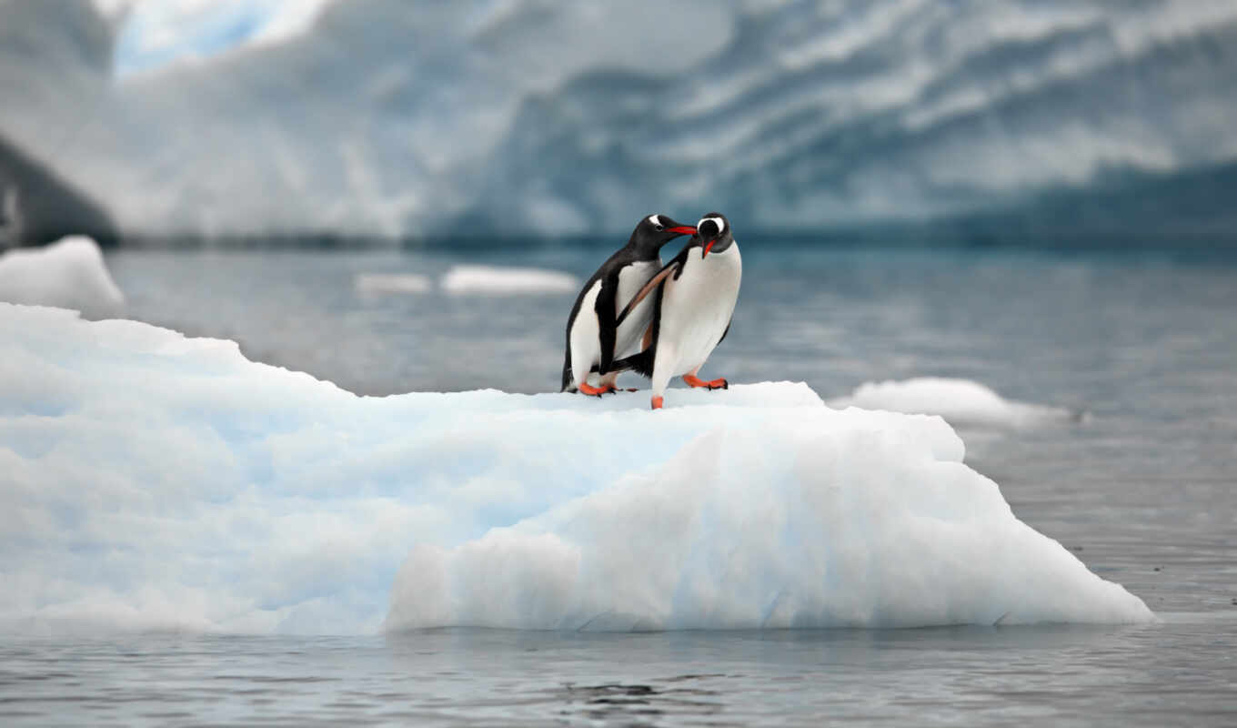 природа, ocean, animal, пингвин, льдина