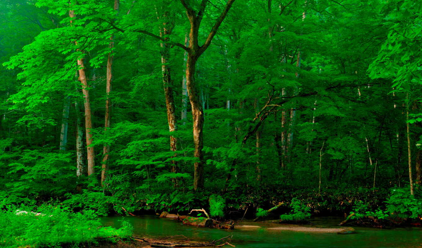 природа, зелёный, лес, берег, река, trees, альпы, фотообои