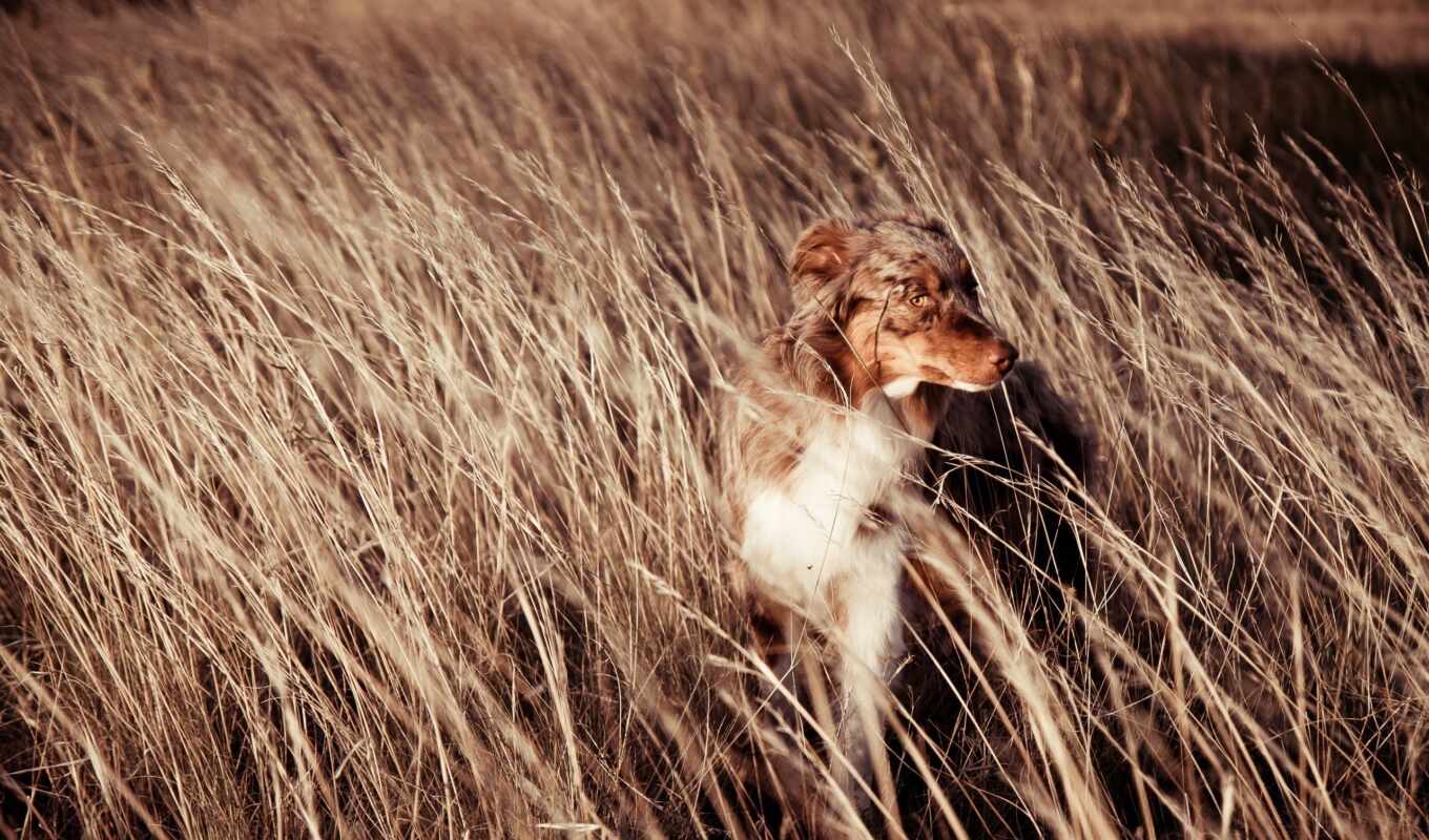 поле, собака, ветер, друг
